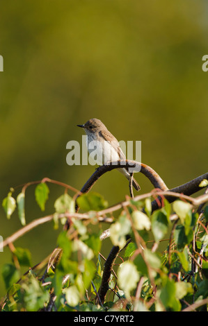 Spotted Flycatcher (Muscicapa striata), sulla betulla Foto Stock