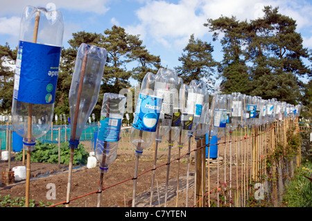 Le bottiglie di plastica su bastoni usati come bird scarers su un riparto garden Foto Stock