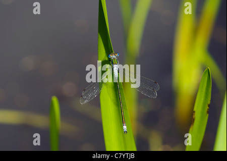 Damselfly smeraldo (Lestes sponsa), maschio Foto Stock