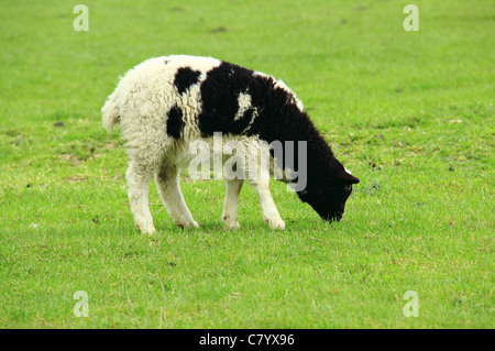 In bianco e nero di agnello al pascolo in un campo erboso Foto Stock