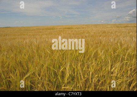 Ripe field of wheat in Carelton County New Brunswick Canada Foto Stock