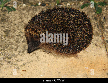 Giovani ricerca hedgehog in un giardino per gli alimenti Foto Stock