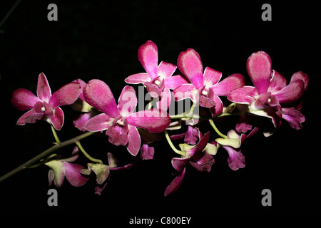 Cerise Orchidee colorate, Indonesia Foto Stock