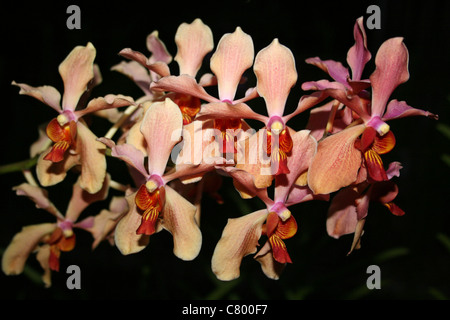 Color albicocca Orchid sull isola di Samosir, Lago Toba, Sumatra Foto Stock