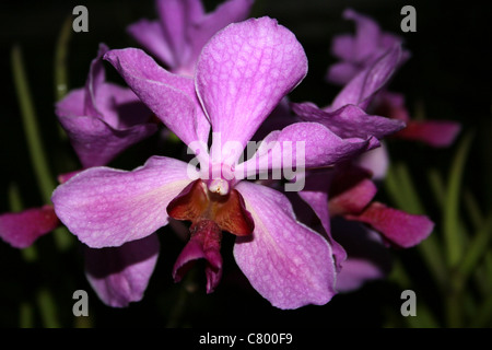 Colore rosa Orchid sull isola di Samosir, Lago Toba, Sumatra Foto Stock