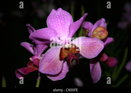 Colore rosa Orchid sull isola di Samosir, Lago Toba, Sumatra Foto Stock