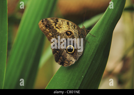 Farfalla civetta appollaiata su una foglia Foto Stock