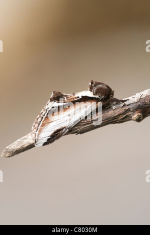 Minor Swallow prominente Pheosia gnoma falena adulta a riposo su un ramoscello Foto Stock
