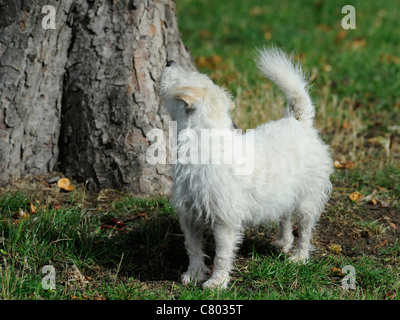 Un piccolo vecchio cane bianco cercando in una struttura ad albero per scoiattoli Foto Stock