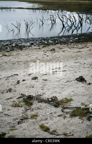 Una pecora scheletrico rimane su di una spiaggia di sabbia Foto Stock