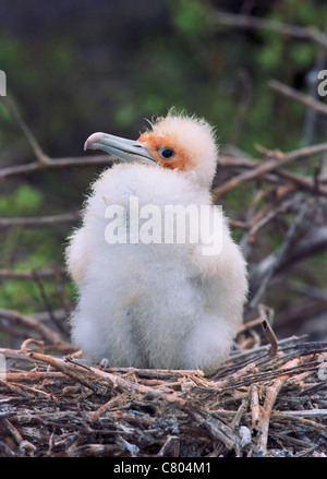 Frigatebird bianco pulcino su nest Foto Stock