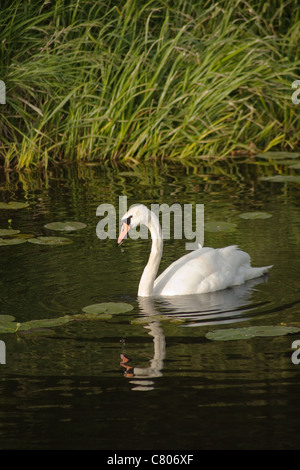 Cigno sul fiume Foto Stock