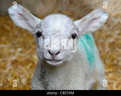 Un molto grazioso e piccolo neonato agnello in un granaio Foto Stock