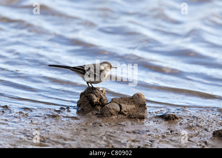 Pied Wagtail Motacilla alba yarrellii immaturo Foto Stock