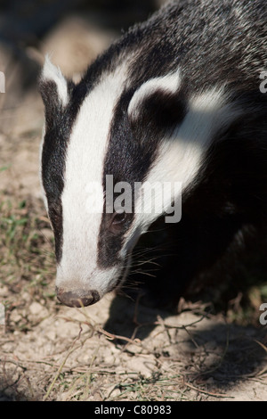 Badger,(Meles meles) animale in cattività di proprietà della British Centro faunistico, Lingfield, Surrey, England, Regno Unito Foto Stock