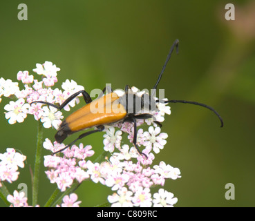 Longhorn Beetle (Leptura rubra), Francia Foto Stock
