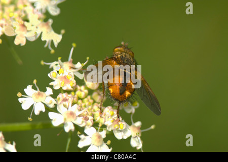 Fly parassita (Tachina fera), Francia Foto Stock