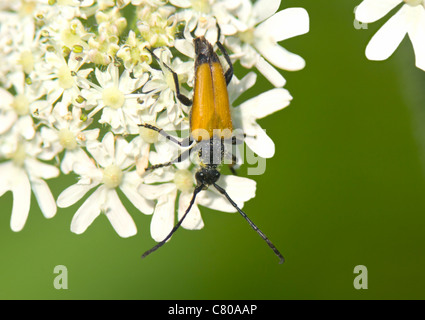 Longhorn Beetle (Leptura rubra), Francia Foto Stock