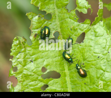 Foglia (Beetle Gastrophysa viridula), Francia Foto Stock