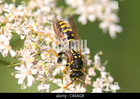Carta wasp (Polistes gallicus), Francia Foto Stock