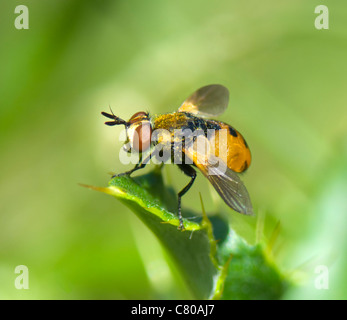 Fly parassita (Tachina fera), Francia Foto Stock