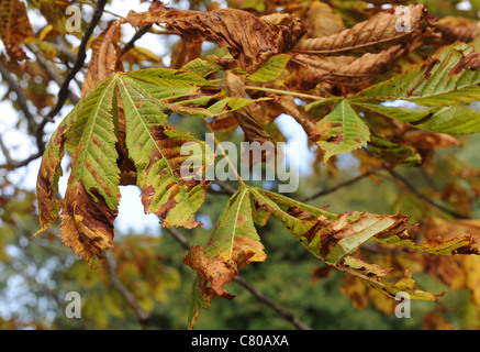 Patologica Ippocastano (Aesculus hippocastanum) lascia che mostra pattern marrone causato da ippocastano leaf miner Foto Stock