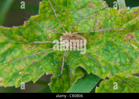 Daddy Long Legs Spider (Phalangium opilio), Francia Foto Stock