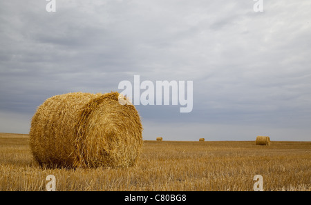 Fotografia a colori del Golden Hay Bails contro un cielo triste su un campo della prateria nelle zone rurali del Saskatchewan. Foto Stock