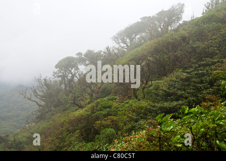 Monteverde Cloud Forest Preserve. Puntarenas provincia, Costa Rica. America centrale Foto Stock