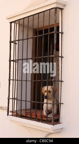 Il Labrador cane guardando fuori attraverso la finestra grill Ronda, Andalusia, Spagna Foto Stock