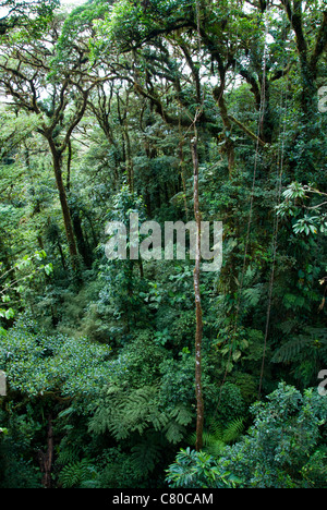 Monteverde Cloud Forest Preserve. Puntarenas provincia, Costa Rica. America centrale. Foto Stock