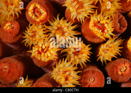 Vista dettagliata del tubo giallo corallo (Tubastrea) polipi l'alimentazione di notte, Bonaire, Caraibi Paesi Bassi. Foto Stock