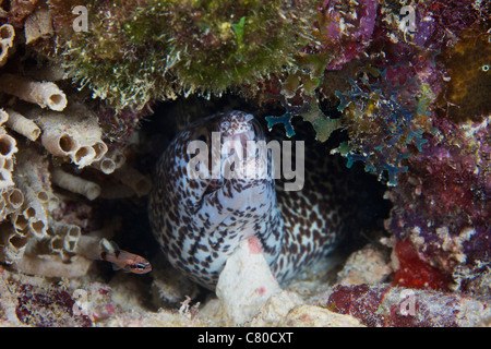 Spotted moray eel nel suo foro, Bonaire, dei Caraibi Paesi Bassi. Foto Stock