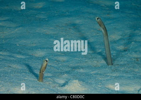 Giardino marrone anguille sporgono dalle loro mare piano burrows, Bonaire, Caraibi Paesi Bassi. Foto Stock