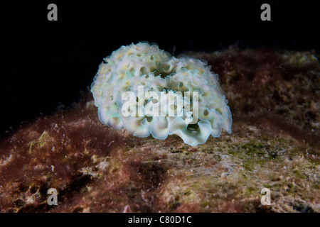 Elysia crispata, nome comune la lattuga di mare, slug è un grande e colorate specie di lumache di mare, Bonaire, Caraibi Paesi Bassi. Foto Stock