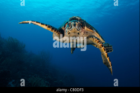 L'Hawksbill tartarughe marine, Bonaire, dei Caraibi Paesi Bassi. Foto Stock