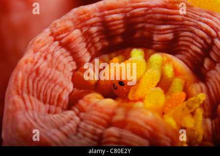 1 cm di tubo giallo polipo con un piccolo Isopod macroscopiche di alimentazione su di esso. Foto Stock