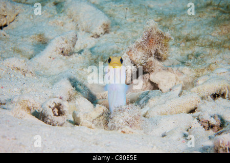 Giallo testa picchi Jawfish fuori del suo foro per vedere che cosa sta succedendo, Bonaire, Caraibi Paesi Bassi. Foto Stock