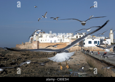 Marocco Essaouira, la città vecchia con i gabbiani sulle rocce in primo piano Foto Stock