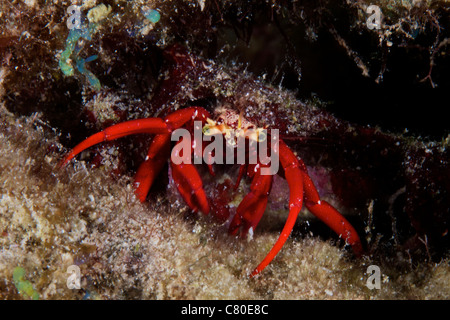 Rosso Granchio eremita scavanges per cibo durante la notte, Bonaire, Caraibi Paesi Bassi. Foto Stock