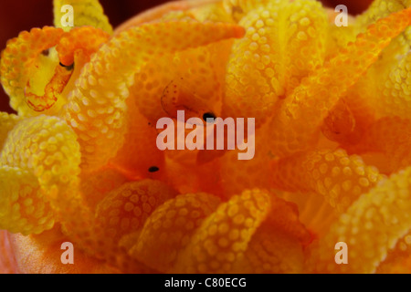 Vista dettagliata del tubo giallo corallo (Tubastrea) polipi con parassiti, Bonaire, Caraibi Paesi Bassi. Foto Stock