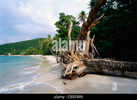 Stati Uniti delle Isole Vergini, San Giovanni, Chinnamon Bay Beach. Foto Stock