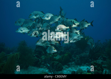 Scuola di nero si radunano in Margate sulla sommità del reef, Bonaire, Caraibi Paesi Bassi. Foto Stock