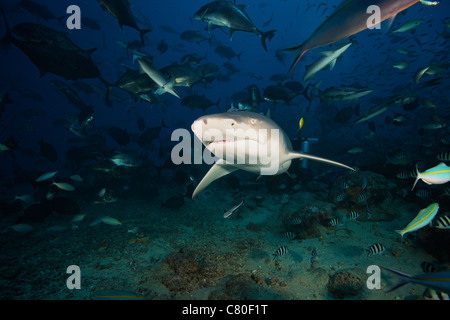 Un squalo limone nuota attraverso una grande scuola di pesci di scogliera, Fiji. Foto Stock