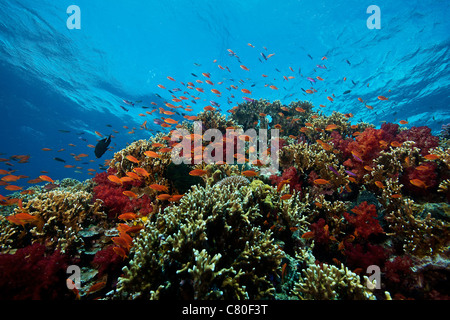 Una scuola di orange basslets (Pseudanthias squamipinnis) su un sano Coral reef, Fiji. Foto Stock