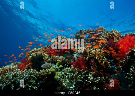 Una scuola di orange basslets (Pseudanthias squamipinnis) su un sano Coral reef, Fiji. Foto Stock