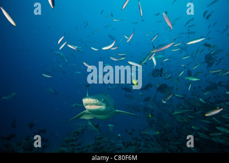 Lo squalo limone nuota attraverso una scuola di pesci di scogliera, Fiji. Foto Stock