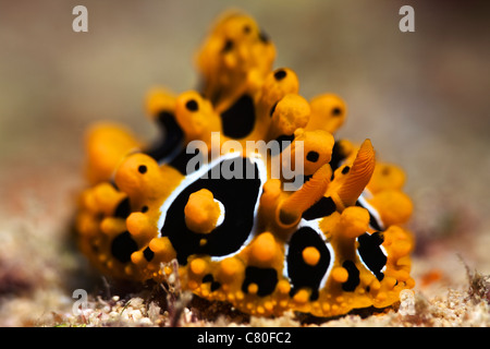 Un colorato luminosamente nudibranch si nutre di alghe, Fiji. Foto Stock