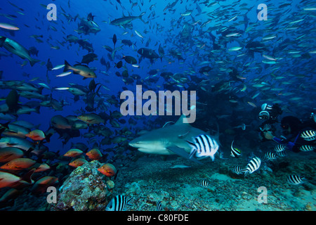 Un fotografo subacqueo scatta una foto di un grande squalo toro circondato da centinaia di pesci di scogliera, Fiji. Foto Stock