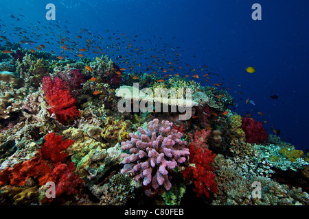 Una scuola di orange basslets (Pseudanthias squamipinnis) su un sano reef Fijiano pieno di coralli duri e molli, Fiji. Foto Stock